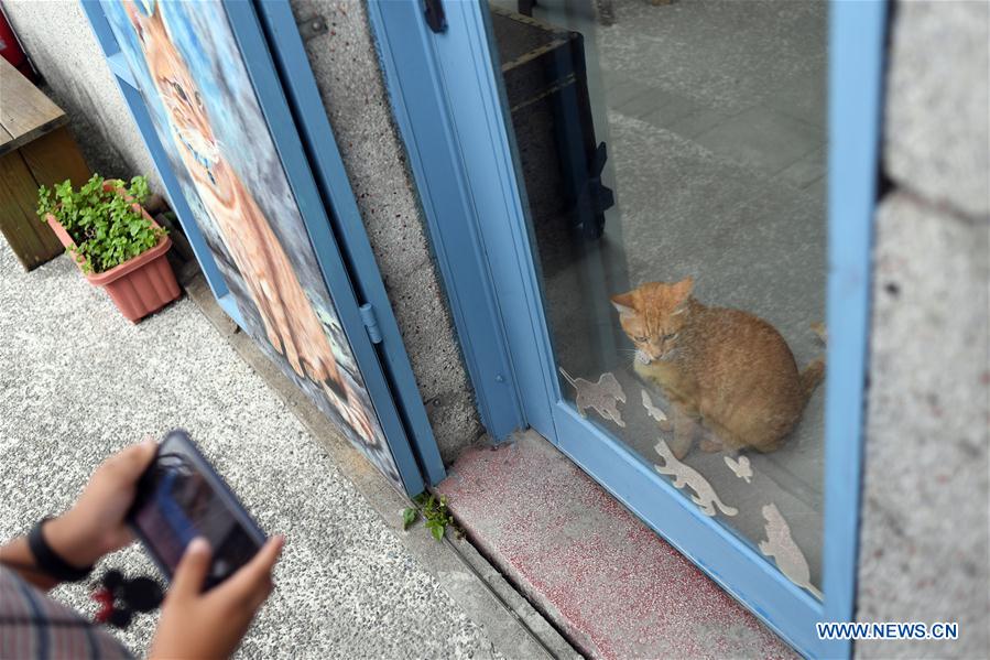 CHINA-XINBEI CITY-HOUDONG TOWN-CAT TOURISM (CN)