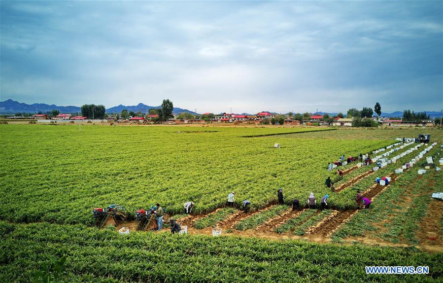 CHINA-HEBEI-AGRICULTURE-GINGER (CN)