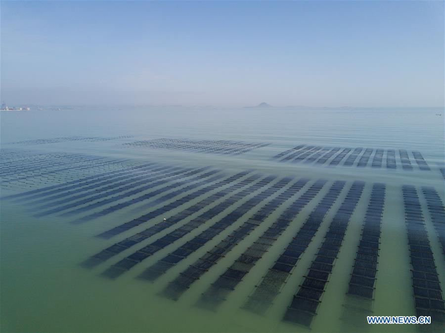 CHINA-FUJIAN-SEAWEED-HARVEST(CN)