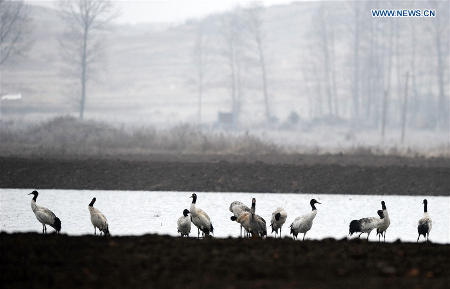 CHINA-GUIZHOU-WEINING-MIGRATORY BIRDS (CN)