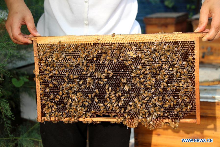 #CHINA-SHANDONG-BINZHOU-HONEY COLLECTION (CN)