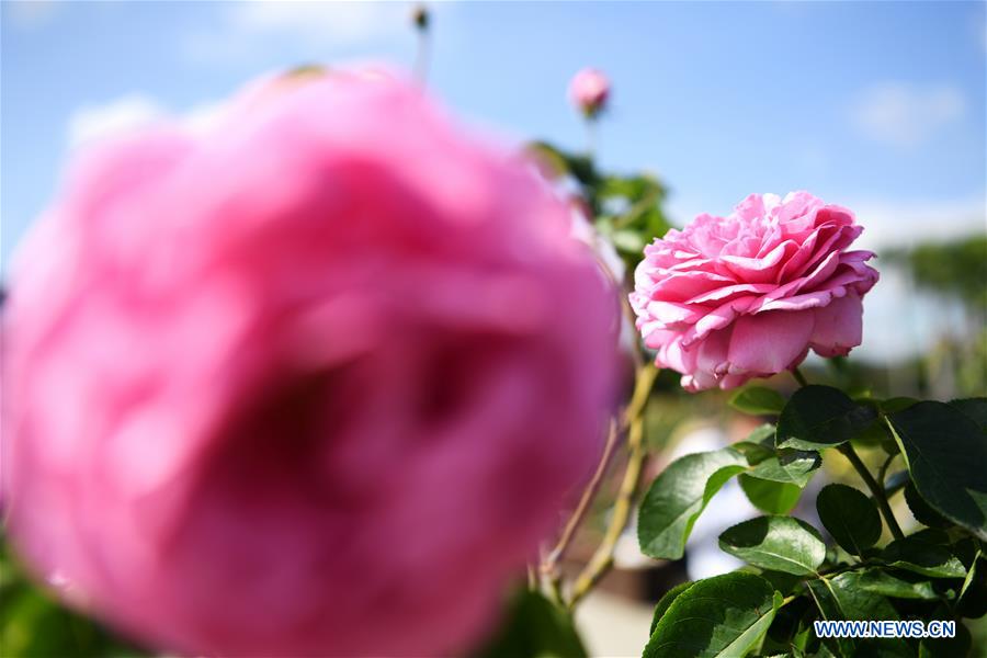 CHINA-TAIPEI-ROSE SHOW (CN)