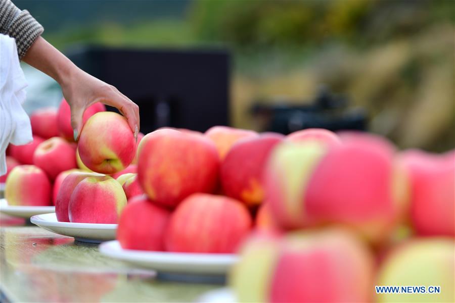 (InTibet) CHINA-TIBET-NYINGCHI-APPLE CULTIVATION PROFESSOR (CN)