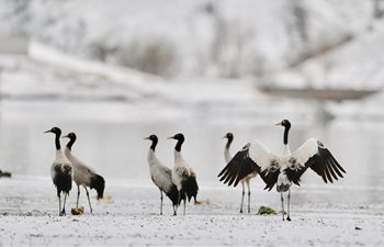 Black-necked cranes seen in snow in China's Tibet