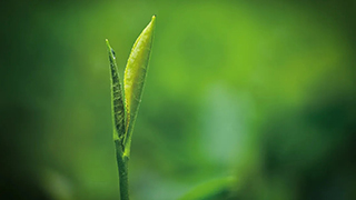 這片樹葉，改變了世界！