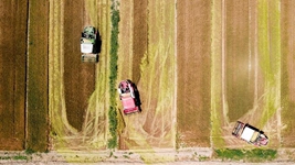 夏糧，穩！