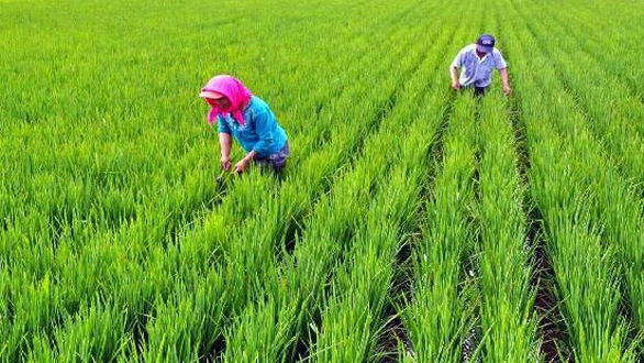 商業性農產品收入保險入列