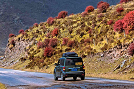 天微涼葉漸黃，最美風景是家鄉