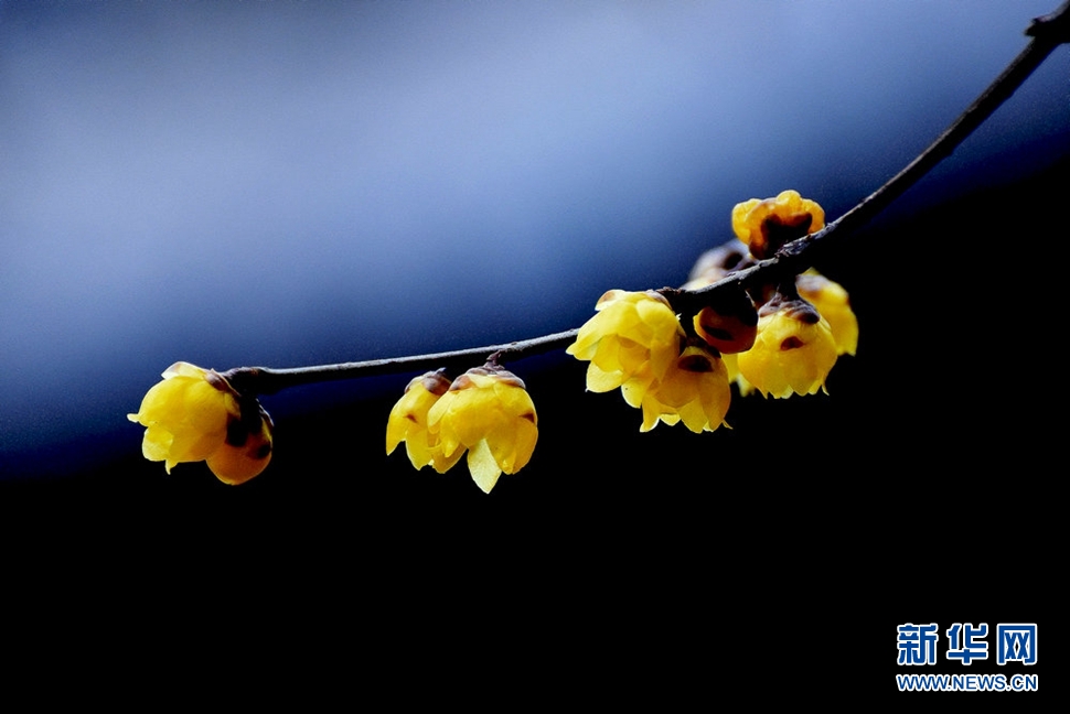 《大寒時節獨自香》