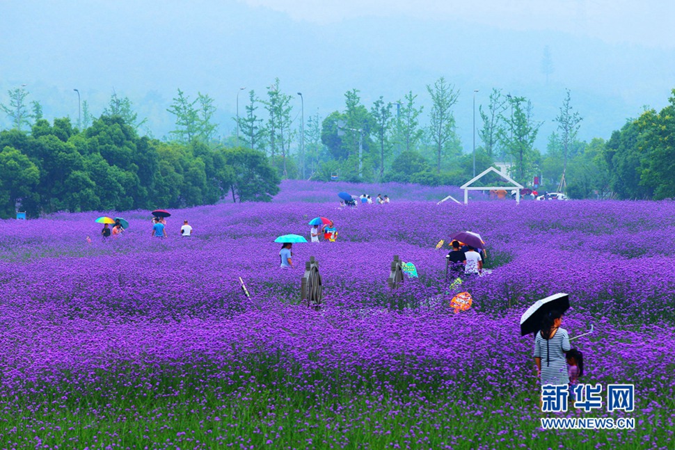 雨中游蓀湖花海，美翻了！