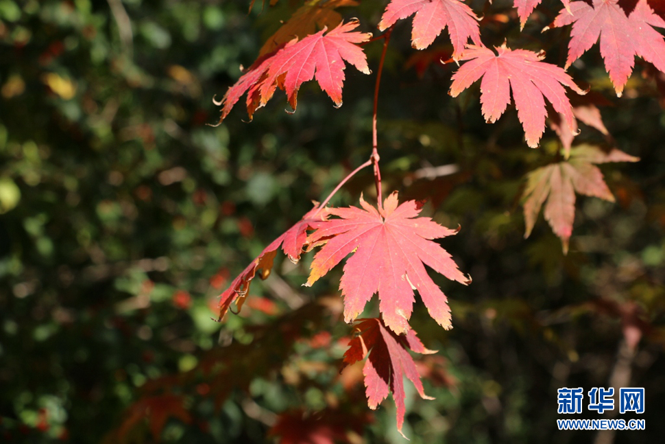 霜降楓葉紅似火