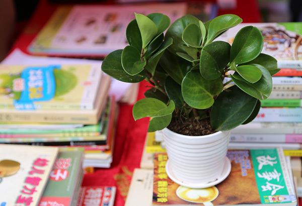 新華房產圖書換綠植 大型公益活動