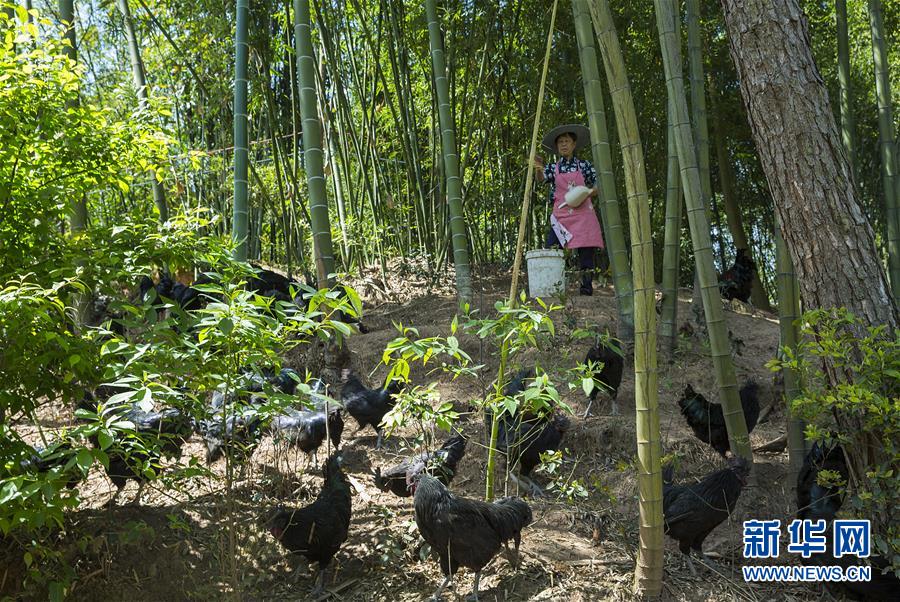 (新華全媒頭條·圖文互動)(2)赤水:別了,貧困!