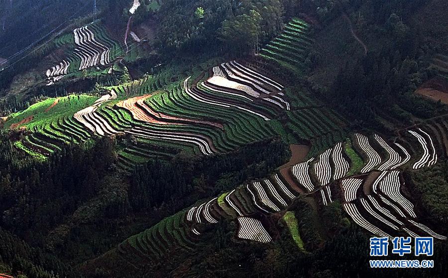 （春季美麗生態）（12）飛閱邊關山田春景