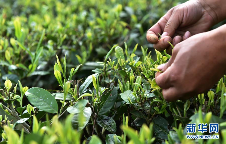 （經濟）（8） 西藏墨脫：茶業變成致富“金葉”