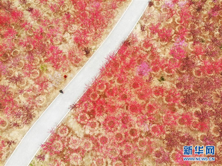 #（環境）（7）花開在四月