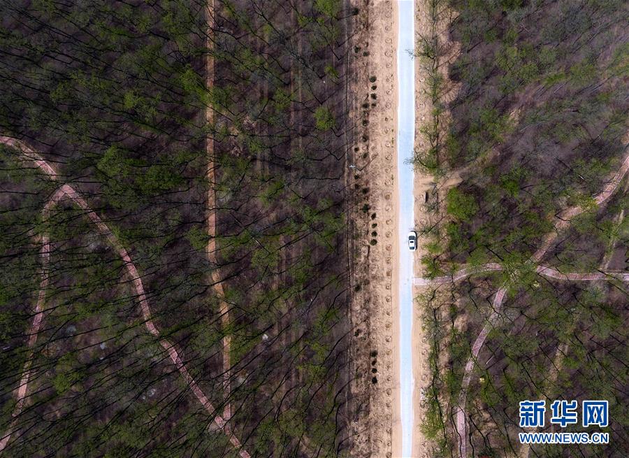 (在習近平新時代中國特色社會主義思想指引下——新時代新氣象新作為·圖文互動)(5)河南民權:三代造林人接力68年播綠黃河故道