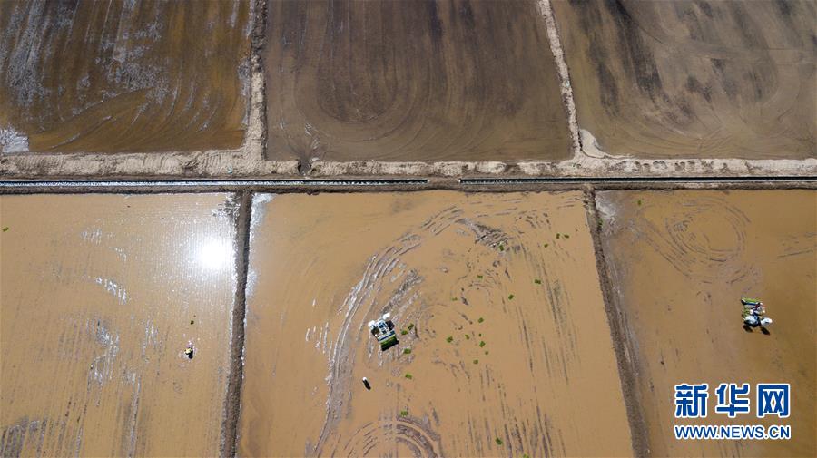 (社會)(6)昔日鹽堿地 今日插秧忙