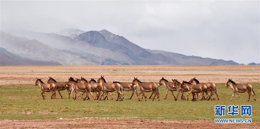 (新華全媒頭條·圖文互動(dòng))(9)跨越千里的遠(yuǎn)行——西藏首批高海拔地區(qū)群眾生態(tài)搬遷實(shí)錄