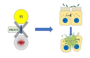 PI3P缺失導(dǎo)致上皮細(xì)胞連接破壞,最終招募中性粒細(xì)胞,發(fā)生急性炎癥