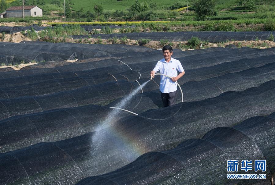 (新華全媒頭條·圖文互動)(6)安吉白茶奔向扶貧一線——浙江黃杜村農民黨員先富幫后富向貧困地區捐贈“扶貧苗”