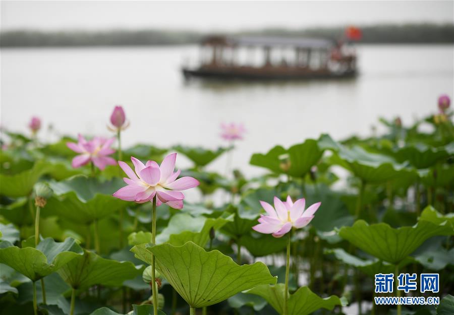 （環境）（2）塞上荷香