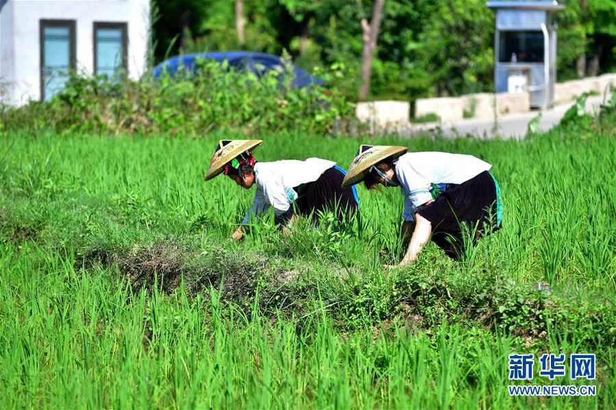 （社會）（2）苗山脫貧影像志——把苗寨搬進景區 讓貧困戶住進城里