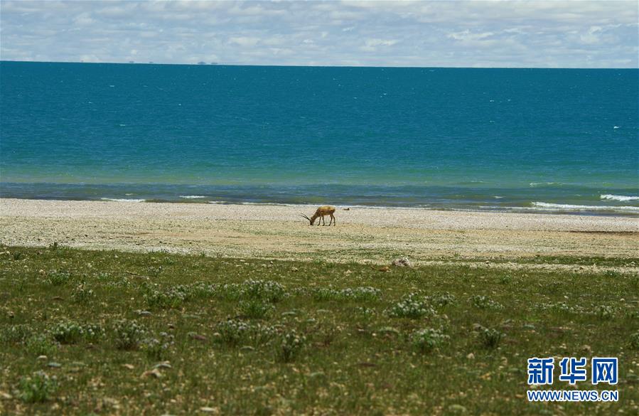 (新華全媒頭條·圖文互動(dòng))(6)正在破譯的“青藏密碼”——第二次青藏高原綜合科考首期成果發(fā)布