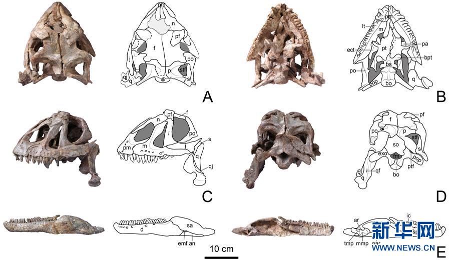 (圖文互動)(3)云南祿豐發現基干蜥腳型類恐龍新屬種“孫氏彝州龍”