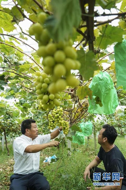 (豐收的味道·圖文互動)(2)露濃壓架葡萄熟——江蘇灌南縣葡萄產業“變身記”