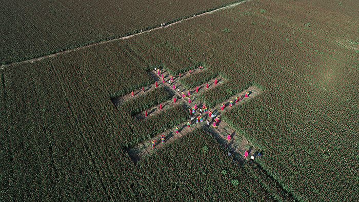 秋收的中國,你想象不到的美!但更美的是……