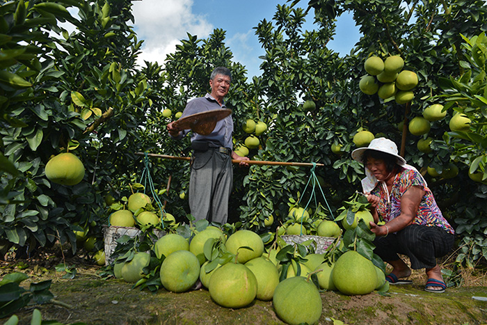 秋收的中國,你想象不到的美!但更美的是……