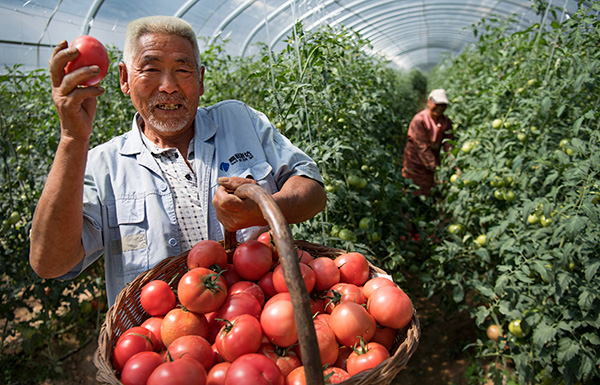 秋收的中國,你想象不到的美!但更美的是……