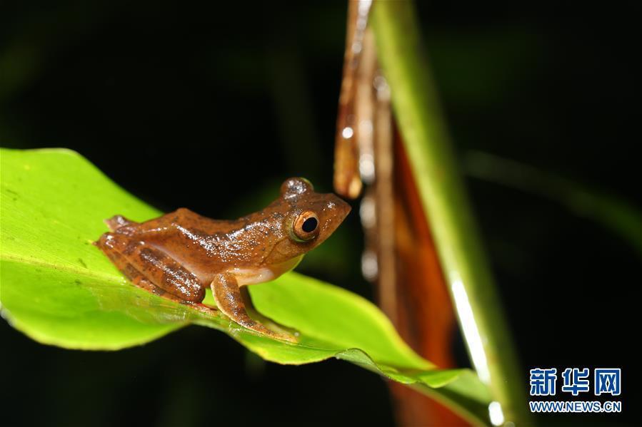 (新華全媒頭條·圖文互動)(1)歸來的雨林