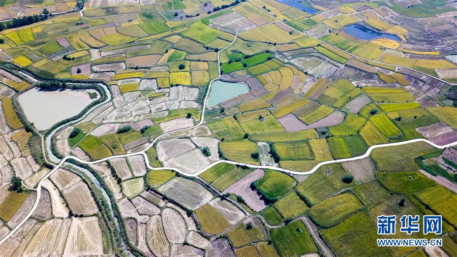 (新華全媒頭條·圖文互動)(8)希望灑在金色田野——寫在鄉村振興戰略實施一周年之際