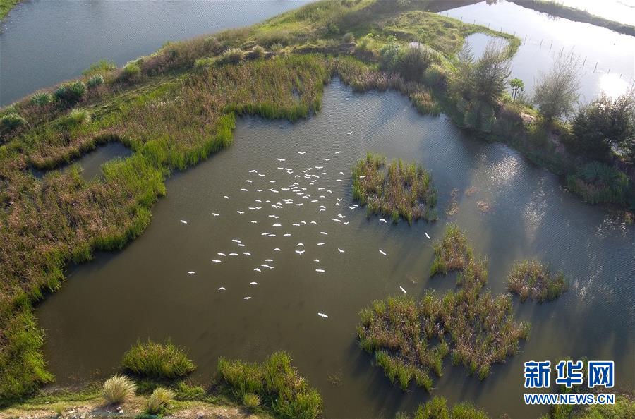 (圖文互動·百城百縣百企調研行)(5)“濕地海口”的生態文明建設實踐