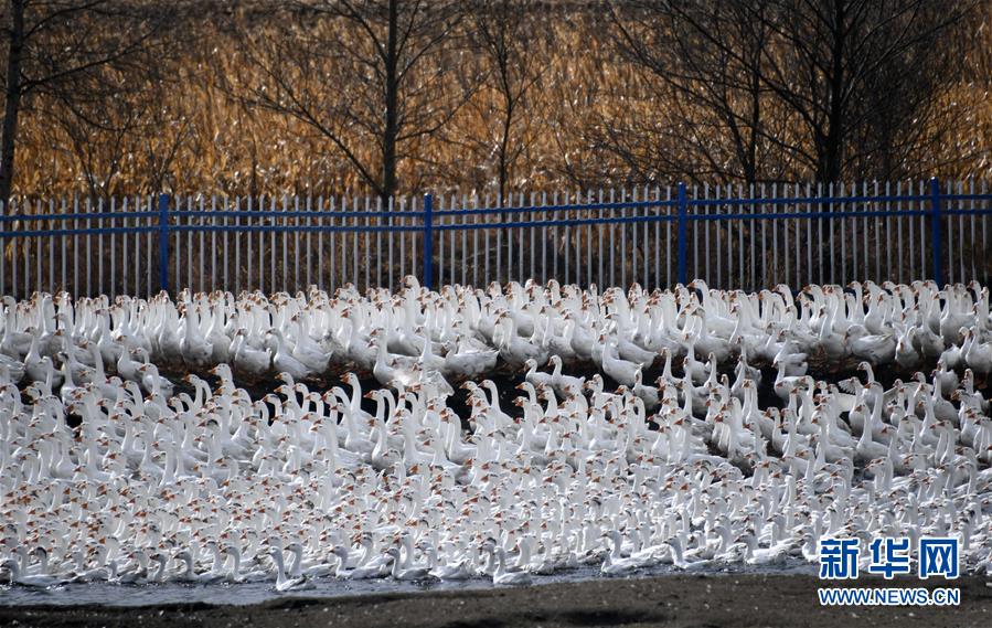 (百城百縣百企調研行·圖文互動)(6)瞧瞧這些村咋富起來的——黑龍江省牡丹江市發展特色精品農業促農增收