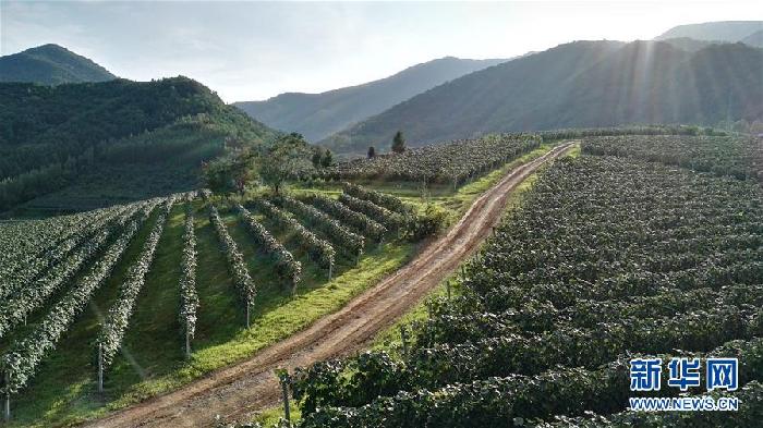 (百城百縣百企調研行·圖文互動)(7)吉林集安:邊陲“綠色明珠”為何如此閃亮?