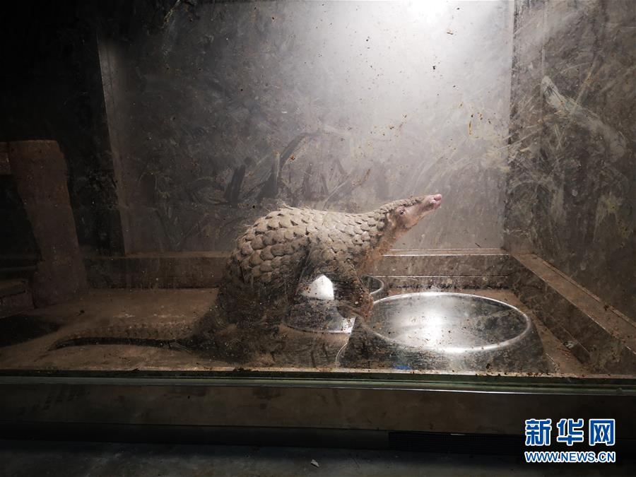 (鏡觀中國·新華社國內(nèi)照片一周精選)(16)幸存的穿山甲