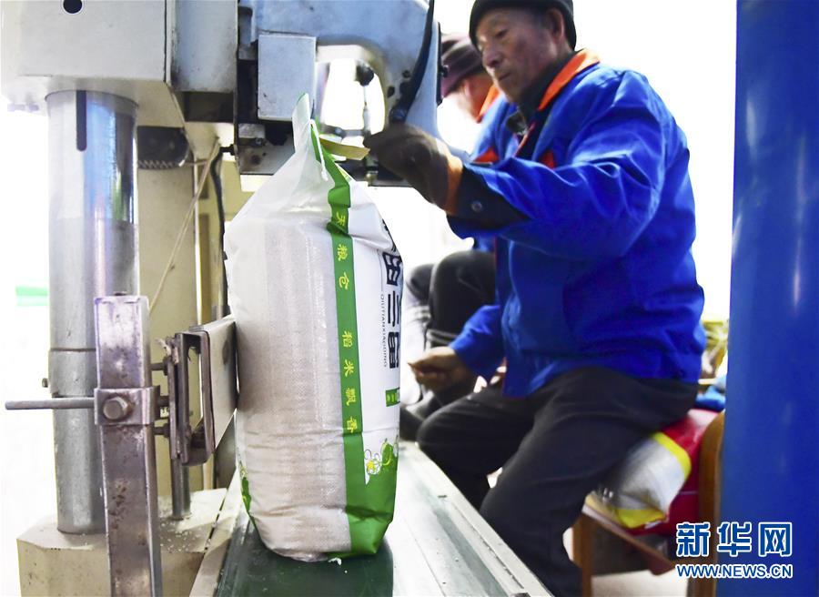 (在習近平新時代中國特色社會主義思想指引下——新時代新作為新篇章·鄉村振興戰略·圖文互動)(3)吉林榆樹:產糧“冠軍縣”大旱之年從容應對減產考驗