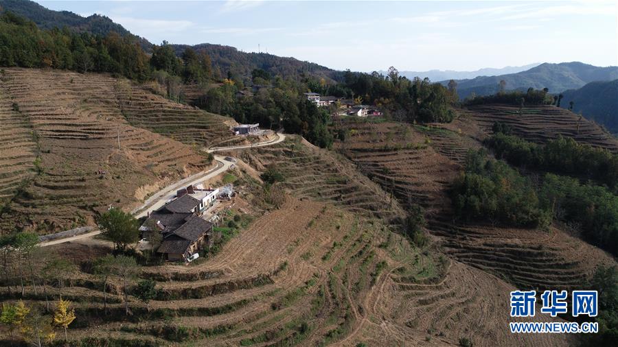 (在習(xí)近平新時(shí)代中國(guó)特色社會(huì)主義思想指引下·慶祝改革開放40周年·共享發(fā)展·圖文互動(dòng))(3)“浙江親人”請(qǐng)心安 白茶苗已種滿山——浙江安吉捐贈(zèng)四川青川白茶苗種植地探訪