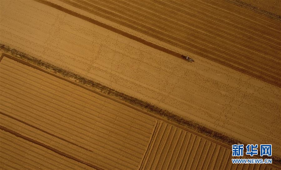 (百城百縣百企調研行·圖文互動)(2)海南農墾:農業“國家隊”打贏改革“翻身仗”