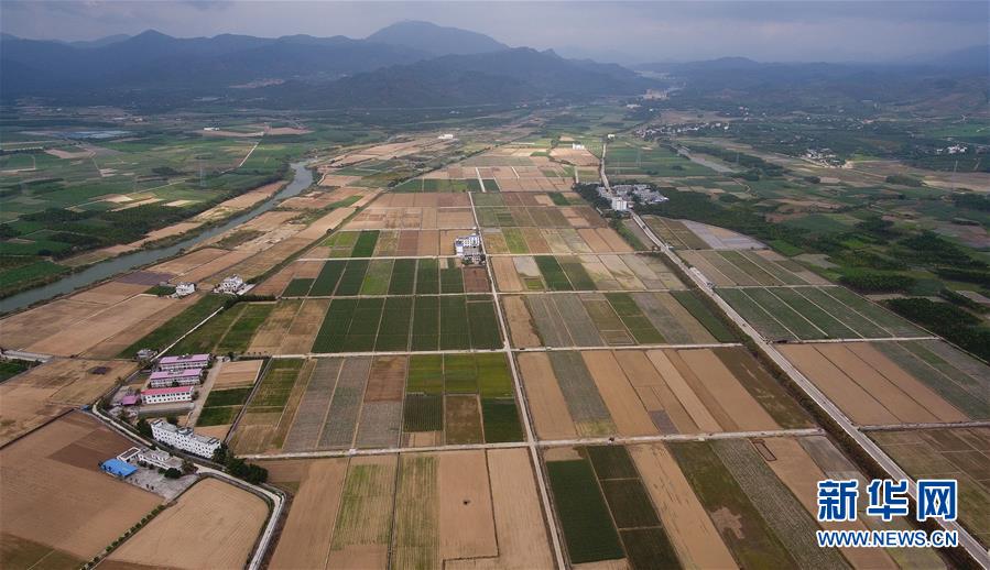 (百城百縣百企調研行·圖文互動)(1)海南農墾:農業“國家隊”打贏改革“翻身仗”