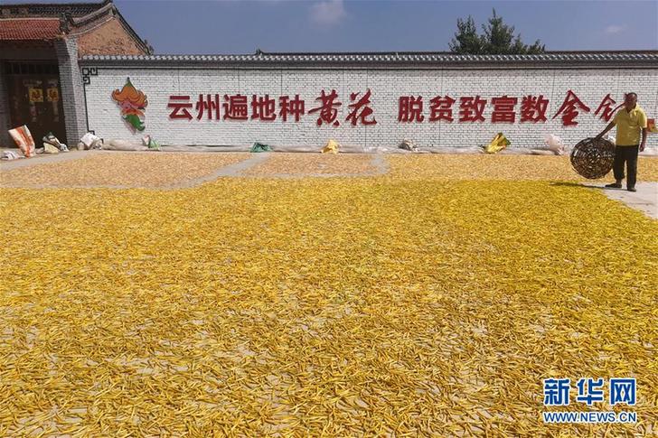 （在習近平新時代中國特色社會主義思想指引下&mdash;&mdash;新時代新作為新篇章&middot;鄉村振興戰略&middot;圖文互動）（2）一株忘憂草，萬家喜眉梢&mdash;&mdash;山西省大同市云州區黃花產業扶貧觀察