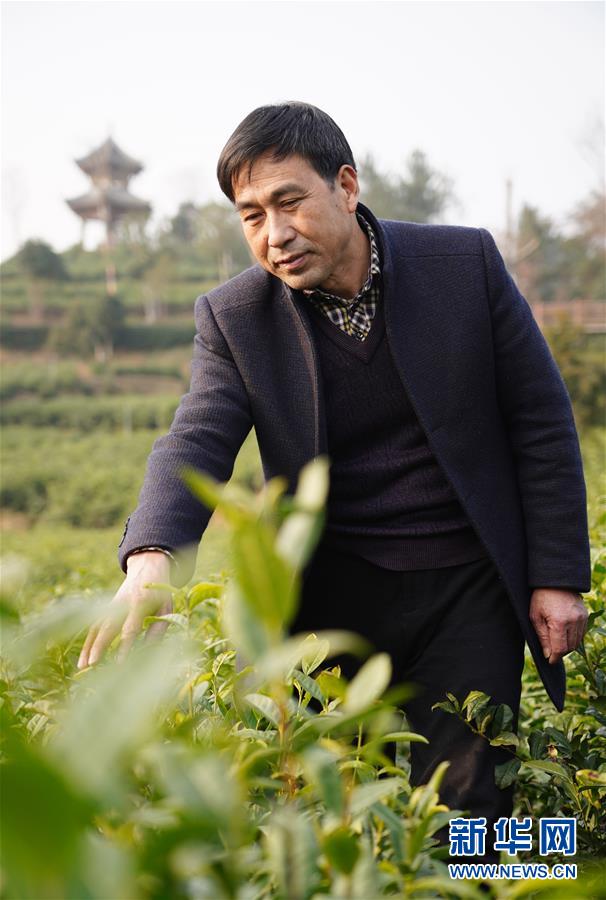 (在習近平新時代中國特色社會主義思想指引下——新時代新作為新篇章·鄉村振興戰略·圖文互動)(3)老支書王興強的新“茶事”