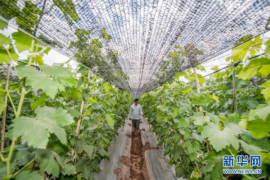 (在習近平新時代中國特色社會主義思想指引下——新時代新作為新篇章·圖文互動)(2)紅土高原上掀起“綠色旋風”