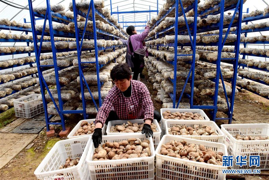 (走基層 聽民聲)(1)河南汝陽:特色產業助力精準脫貧