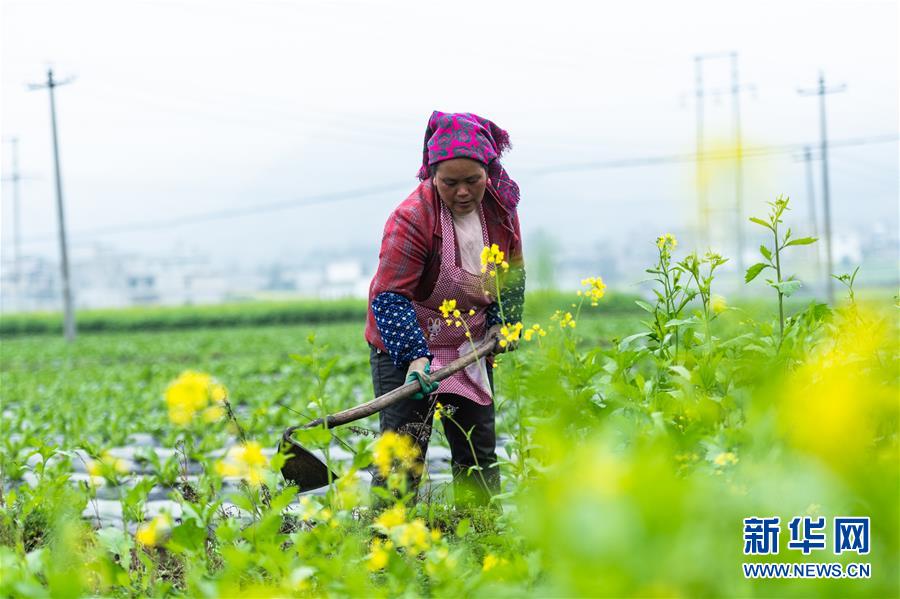 (社會(huì))(1)貴州啟動(dòng)脫貧攻堅(jiān)“春季攻勢”