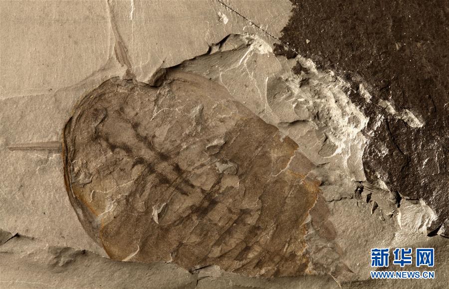 (新華全媒頭條·圖文互動)(10)探尋5億年前“生命大爆炸”之奧秘——中國科學家發現寒武紀“化石寶庫”清江生物群紀實