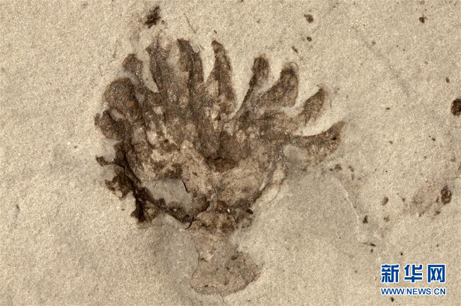 (新華全媒頭條·圖文互動)(9)探尋5億年前“生命大爆炸”之奧秘——中國科學家發現寒武紀“化石寶庫”清江生物群紀實